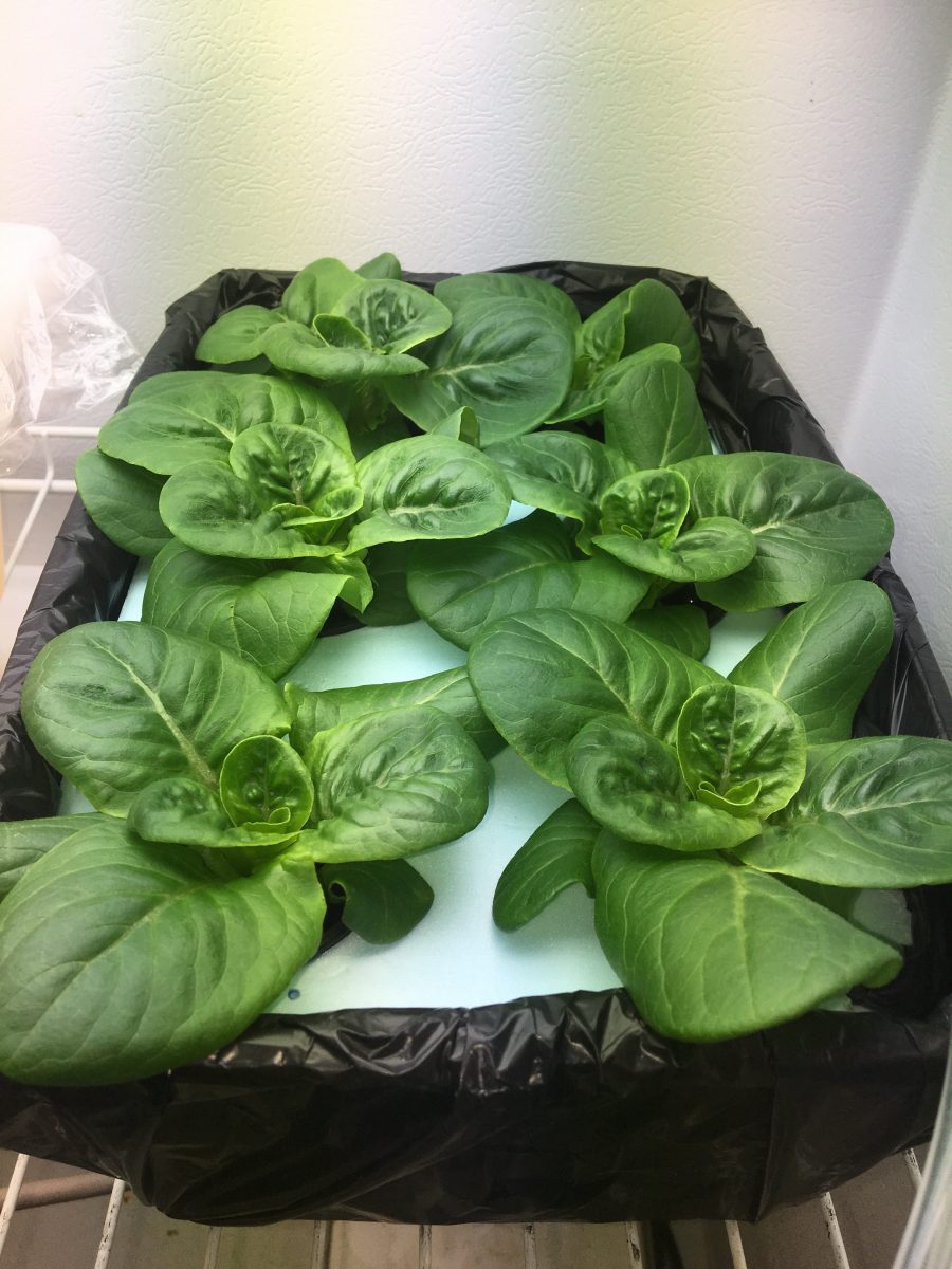 green lettuce after 29 days - green lettuce on a table